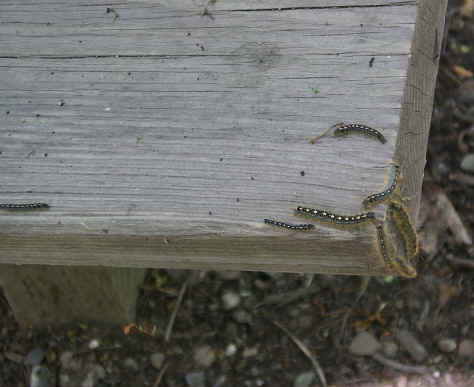 PMay06 682.jpg (1222512 bytes)