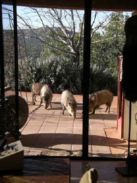 paisleym 109.jpg (335808 bytes)