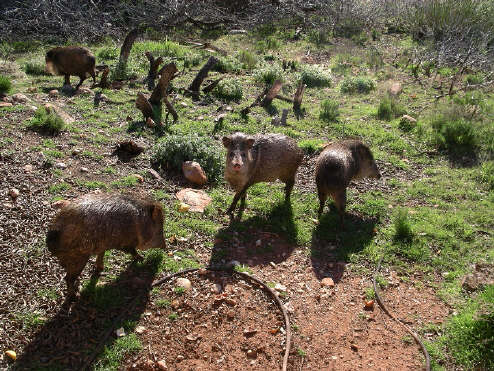 paisleym 117.jpg (445153 bytes)